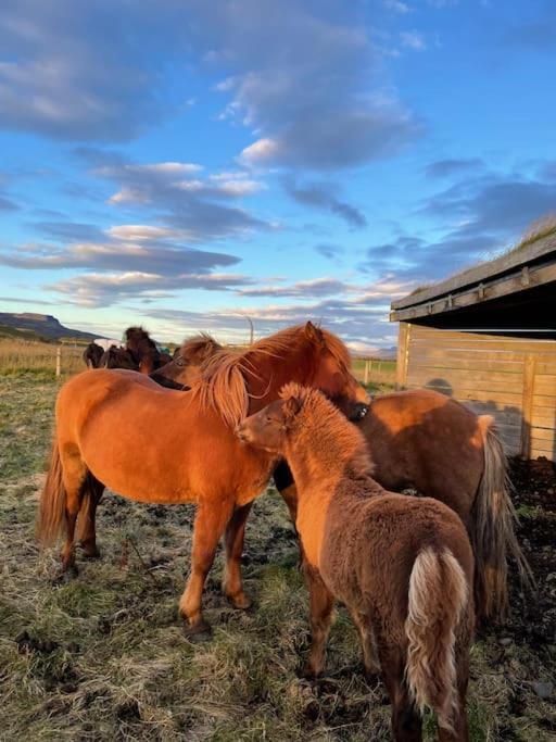 Klöpp Lodge - Snæfellsnes Peninsula Stykkishólmur Exteriör bild